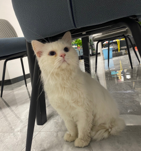 0010人付款淘宝英国长毛猫纯白银白高地幼猫苏格兰折耳猫立耳猫仙女猫