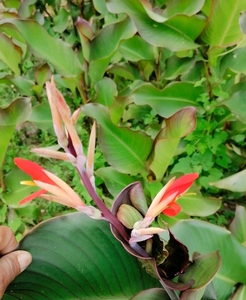 000人付款淘宝桂林野生新鲜蕉芋苗番芋芭蕉芋苗蕉芋头蕉芋头5斤装包邮