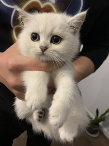 银渐层,银点宝宝#找家长啦,自己家猫猫生的,可看猫爸猫妈
