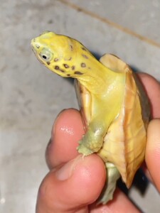 斑纹草龟宠物龟观赏龟.精品品相,大苗,好养殖,头苗,母,繁殖