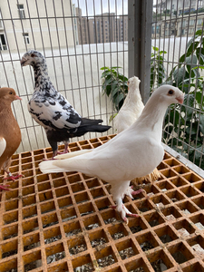 各种雪花鸽毛脚俄罗斯鸽毛脚河马鸽大鼻子鸽蛇头观赏鸽子,小崽5