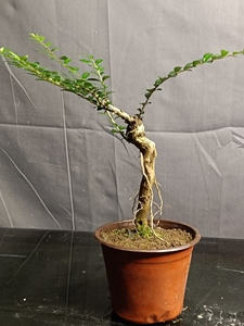 亮叶忍冬盆景包邮,亮叶忍冬枝叶十分密集,小枝细长,横展生长.