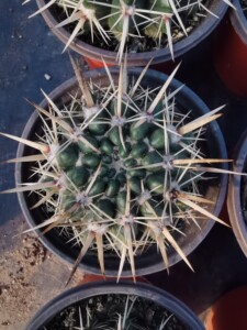 割刺狮子丸仙人球 实生强刺仙人球 南国玉属 扁刺狮子丸