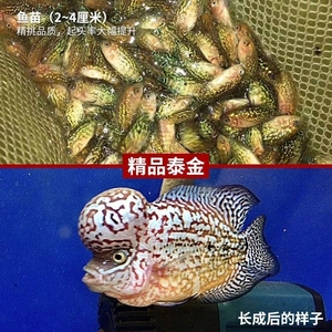 大苗起头泰金产品的详细参数,实时报价,价格行情,优质批发/供应等信息