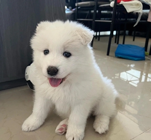 自己养的萨摩耶幼犬 三个月大 疫苗两针 体内外驱虫已做