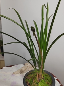 现花,蕙兰老种程梅带35cm高的花苞,老八种梅辨之首,无锡院