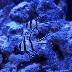 深海观赏鱼～巴黎天使 顺丰空运