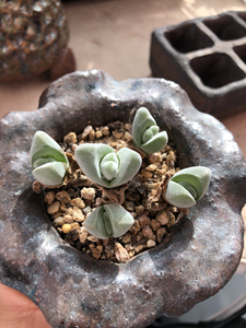 【无比玉老桩】无比玉老桩品牌,价格 - 阿里巴巴