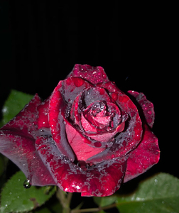 黑魔术月季花玫瑰花扦插中苗,大花浓香型切花月季,黑红的颜色给