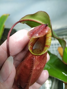 海盗交诺斯猪笼草(欣赏记录)