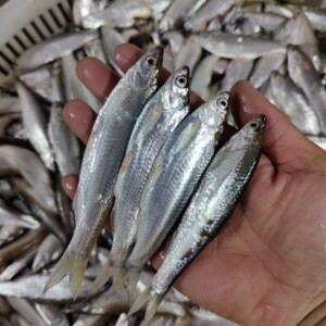 魟鱼饲料鱼,龙鱼饲料鱼,热带鱼饲料鱼,大量现货,包新鲜.小白