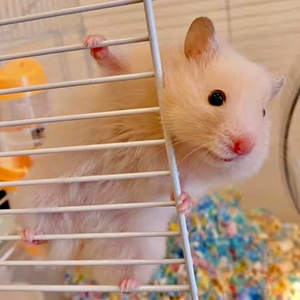 金丝熊仓鼠活物已打疫苗活体小苍鼠公仔宠物鼠小仓鼠笼子运输包活