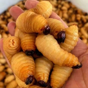 鲜活冻竹虫竹蛹竹笋虫蛹咀食用昆虫竹子虫椰子虫活体发货5斤包邮