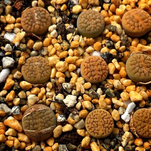 生石花绿富贵杂c38富贵