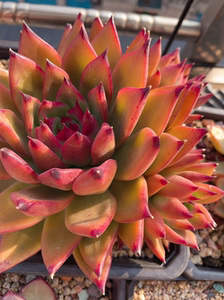 多肉#东云#红老虎,很霸气,带侧芽两颗,植物特性售出不退换