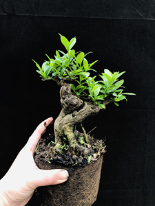 小叶女贞盆景,微型盆景,小叶冬青盆景