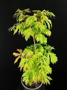 【 舞孔雀 】 舞孔雀枫树-大叶枫树-日本红枫-四季好养-室