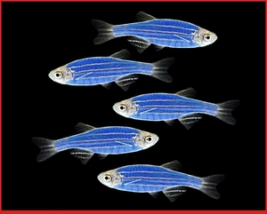 蓝莓斑马鱼大号2-3cm特惠包邮!