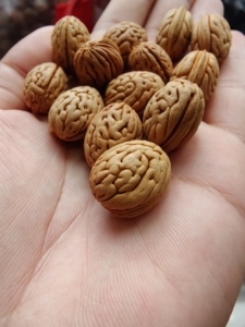 东北野生脑纹钱袋子桃核,边1.65,肚子14,高20,奶黄皮