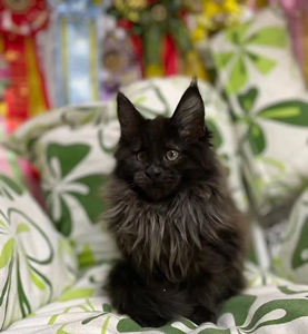 宠乐宠物店1淘宝俄罗斯巨型缅因猫烟灰色银虎斑棕虎斑纯白黑色