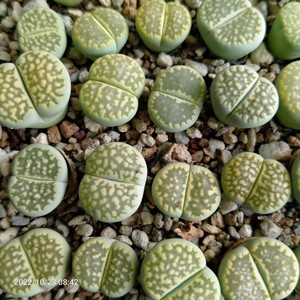 生石花绿福来c56a