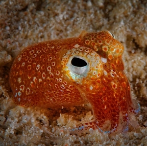 黄金乌贼 网红小乌贼 宠物章鱼 翻砂乌贼 ,海水鱼