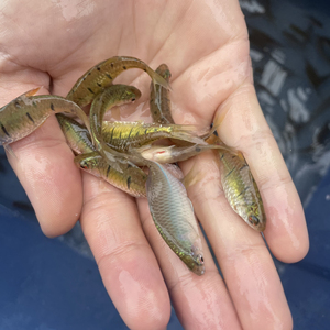 条纹小鲃红腹小鲃原生冷水鱼小型观赏鱼包邮包损