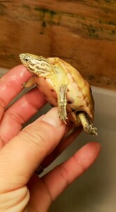 【黄化虎纹草龟】黄化虎纹草龟品牌,价格 - 阿里巴巴