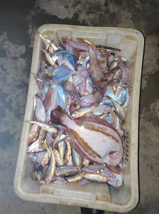 小船杂鱼 马季节性的海鲜有喜欢吃的可以多存点   价格不高