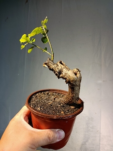 卫矛熟桩,又名""鬼箭羽"",枝翅奇特,秋叶红艳耀目,果裂亦