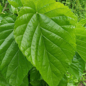 【现货】养蚕桑叶新鲜到货,南海家天下家居广场丰业水族有售