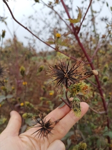 鬼针草中草药降压一斤9.9元 两斤15.