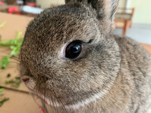 侏儒兔刺鼠
