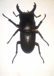 红腿刀锹(锹甲标本)