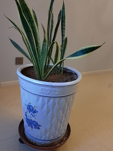 金边虎皮令箭,居家净化空气好伴侣,带盆带托盘,滚轮底座.