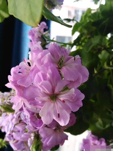 垂吊天竺葵绿眼睛,小巧玲珑,枝条柔软,叶子又厚又小,用手撮一