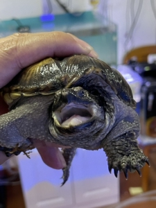 亚成佛鳄龟,背甲11.5,状态很好,全品,头刺颈刺齐全.