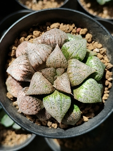 实生白银寿十二卷