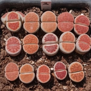 15颗129包邮特选岛田冰橙红窗玉topred生石花母本石头