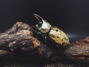 【出】美东白兜 幼虫l1-l3阶段