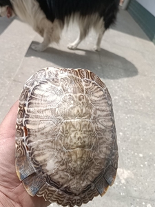 000人付款淘宝出售家养大巴西龟背壳有20公分长,乌龟镇宅非常好养,限
