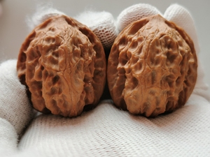 野生白蛇谷狮子头