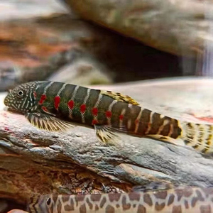 000人付款淘宝红钻吸鳅  工具鱼  吸鳅  溪流鱼