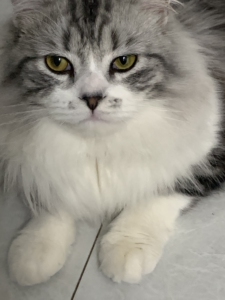 10个月长毛美短起司公猫借配,性格好胆子大,价格私聊