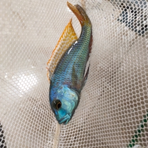 三湖慈鲷,马鲷大马,精品金火令,皮实好养,"鱼迷三湖"品牌鱼