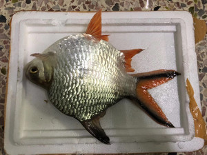 极品元宝鲫鱼,变态身板,要的来挑选,数量不多