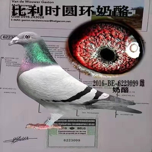 信鸽成绩鸽名家鸽  比利时圆环种鸽