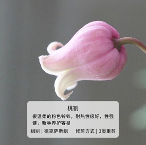 铁线莲铃铛桃割