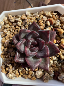 清阳台,多肉黑玫瑰女王,产品特殊性不支持7天无理由退换,包开