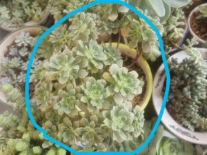 宠物及园艺 园林业 园林植物 仙人掌及多肉植物 卡斯特罗法师